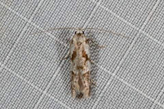 Oxythecta hieroglyphica