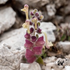 Scutellaria utriculata