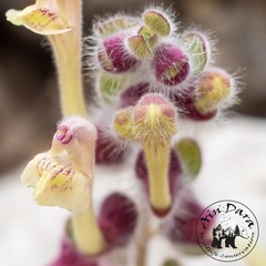 Scutellaria utriculata