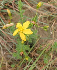 Hypericum aethiopicum