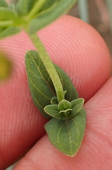 Hypericum aethiopicum