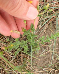 Hypericum aethiopicum
