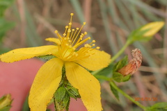 Hypericum aethiopicum