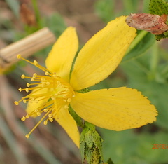 Hypericum aethiopicum