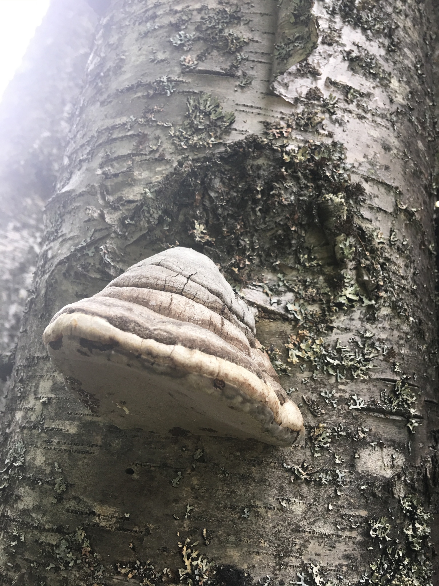 Fomes fomentarius image