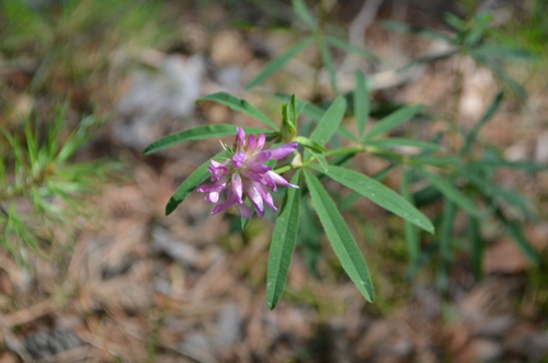 lupine clover