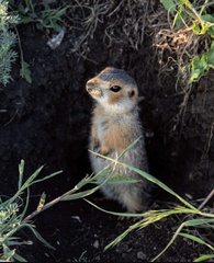Spermophilus major