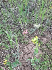 Bupleurum multinerve