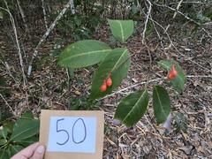 Mischocarpus exangulatus