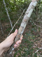 Mischocarpus exangulatus