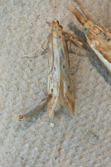 Metzneria lappella