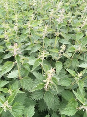 Urtica dioica