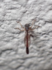 Leptogaster subtilis