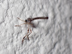 Leptogaster subtilis