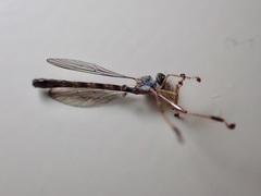 Leptogaster subtilis
