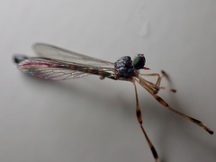 Leptogaster subtilis