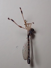 Leptogaster subtilis