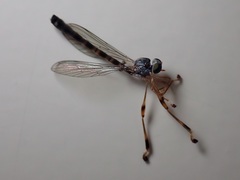 Leptogaster subtilis