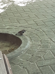 Passer domesticus