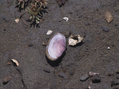 Psammobiidae