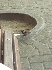 Passer domesticus