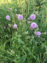 Cirsium arvense