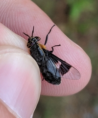 Chrysops cincticornis