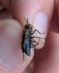 Chrysops cincticornis