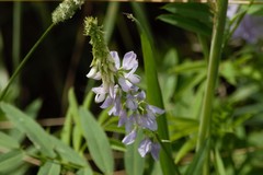 Galega