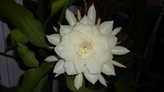 Epiphyllum oxypetalum