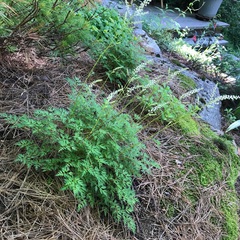 Aruncus sylvester sylvester