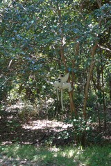 Propithecus verreauxi