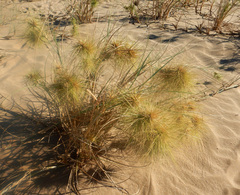 Spinifex longifolius