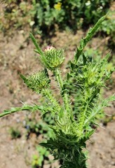 Carduus acanthoides