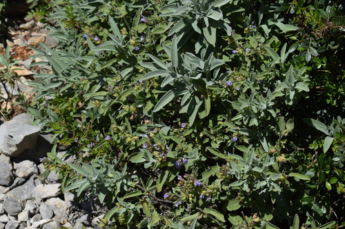 Salvia officinalis