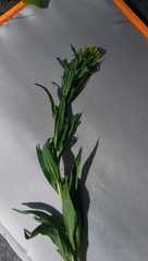 Erysimum hieraciifolium