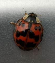 Harmonia axyridis