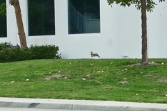 Sylvilagus audubonii