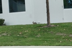 Sylvilagus audubonii