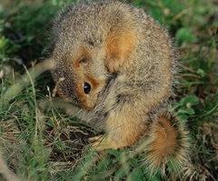 Spermophilus major