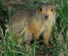 Spermophilus major