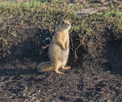 Spermophilus major