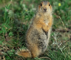 Spermophilus major