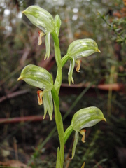 Pterostylis jonesii