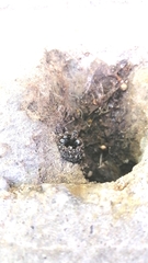 Tetragonula