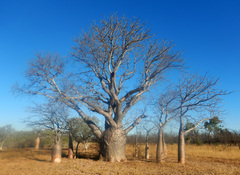 Adansonia gregorii