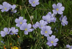 Linum alpinum