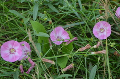 Convolvulus chinensis