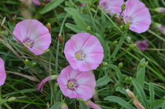 Convolvulus chinensis