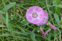 Convolvulus chinensis